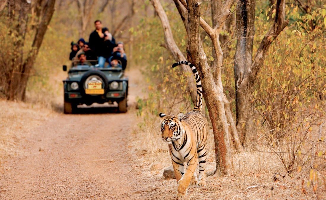 Best Wildlife Places in Rajasthan