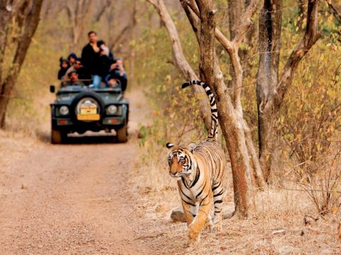 Best Wildlife Places in Rajasthan