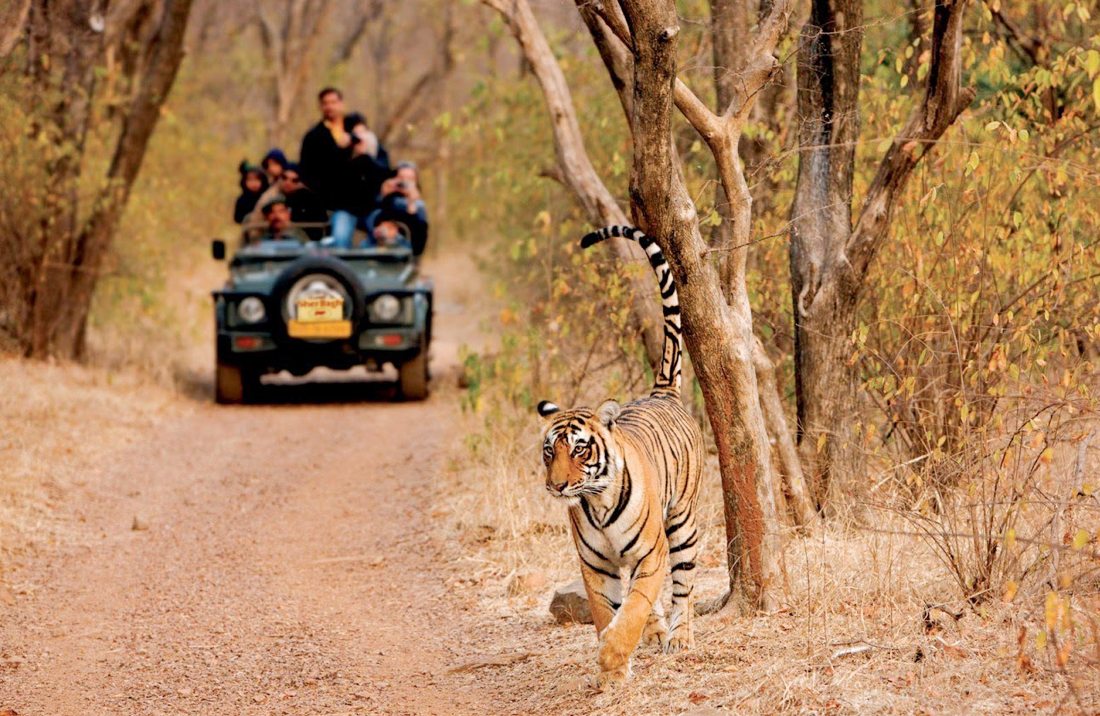 Best Wildlife Places in Rajasthan