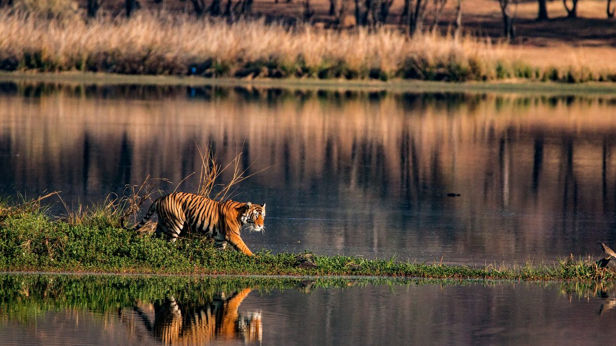 Avail Ranthambore Safari Booking with Us