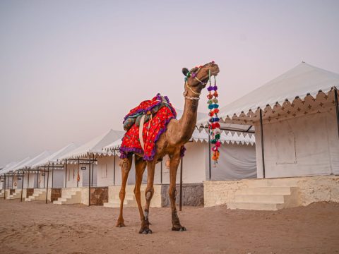 Embark on an Unforgettable Adventure: Jaisalmer Camel Safari Tours