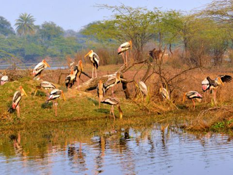 Explore the Wild Heart of India with Rajasthan Wildlife Tours