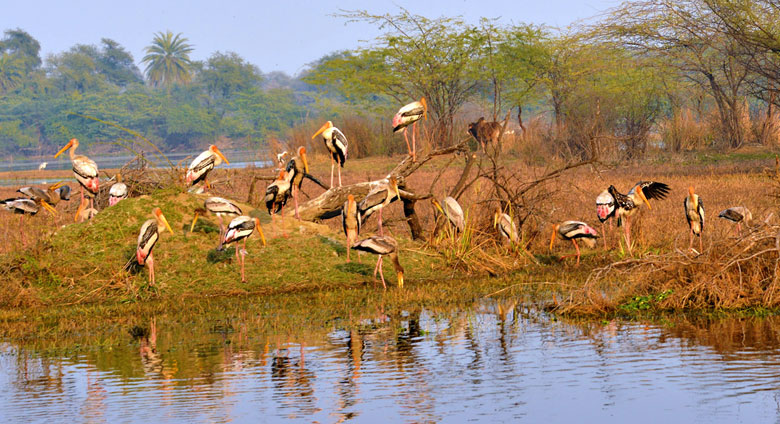 Explore the Wild Heart of India with Rajasthan Wildlife Tours