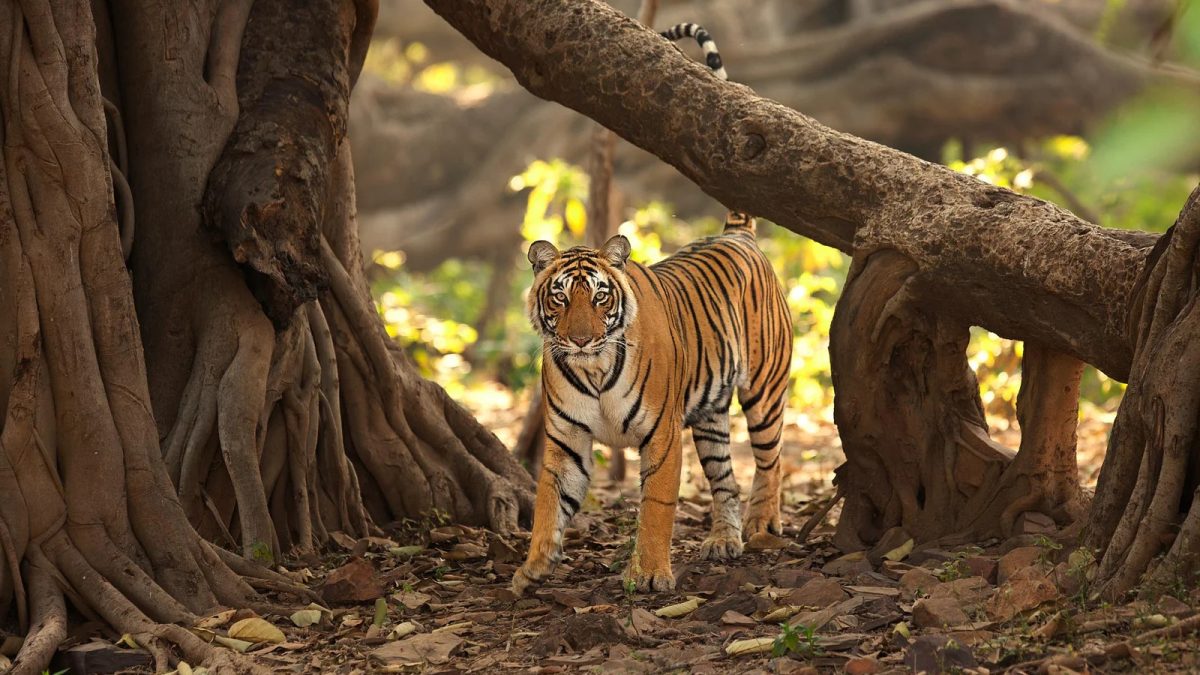 Exploring the Best Jungle Safaris in Rajasthan: A Wildlife Enthusiast’s Paradise