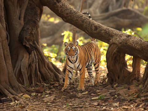 Exploring the Best Jungle Safaris in Rajasthan: A Wildlife Enthusiast’s Paradise