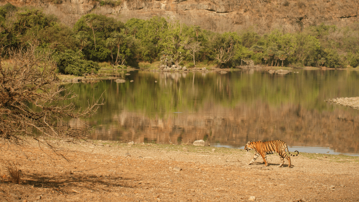 Discover the Untamed Beauty: Reasons to Visit Ranthambore