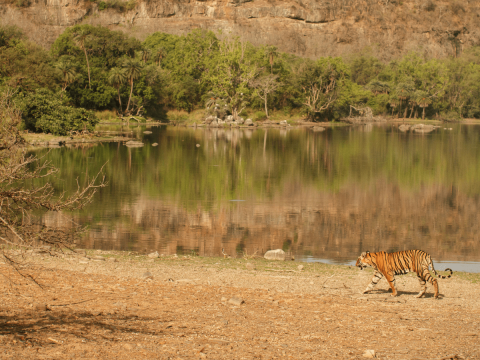 Discover the Untamed Beauty: Reasons to Visit Ranthambore