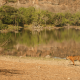 Discover the Untamed Beauty: Reasons to Visit Ranthambore