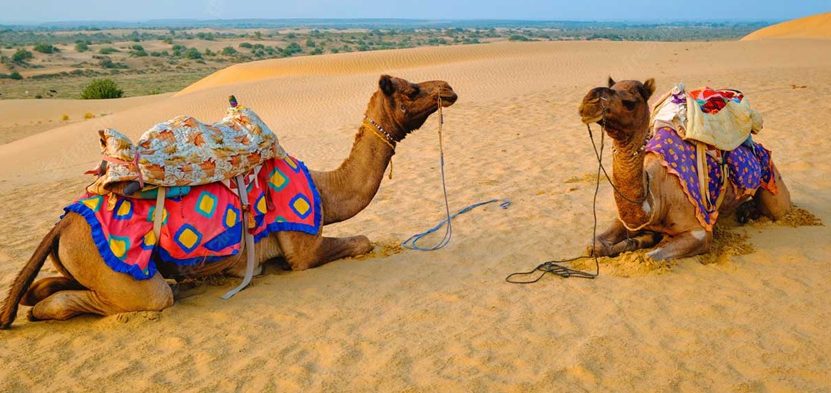 Explore the Charm of Rajasthan with Unforgettable Group Tours