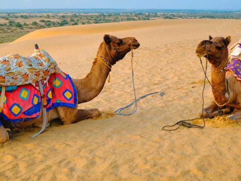 Explore the Charm of Rajasthan with Unforgettable Group Tours