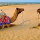 Explore the Charm of Rajasthan with Unforgettable Group Tours