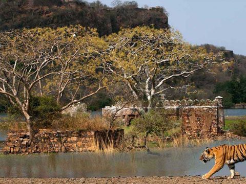 Exploring Ranthambore: A Guide to the Best Experiences